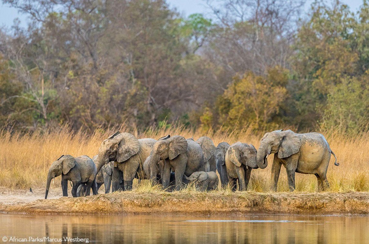 Éléphants au Parc national de la Pendjari, Bénin